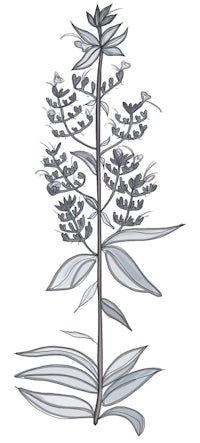 a drawing of a plant on a white background